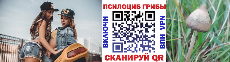 Галлюциногенные грибы Psilocybe  купить наркоту  Черепаново 